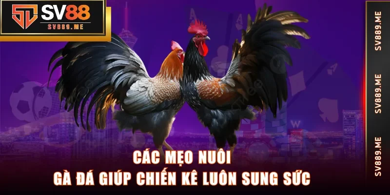 Các mẹo nuôi gà đá giúp chiến kê luôn sung sức