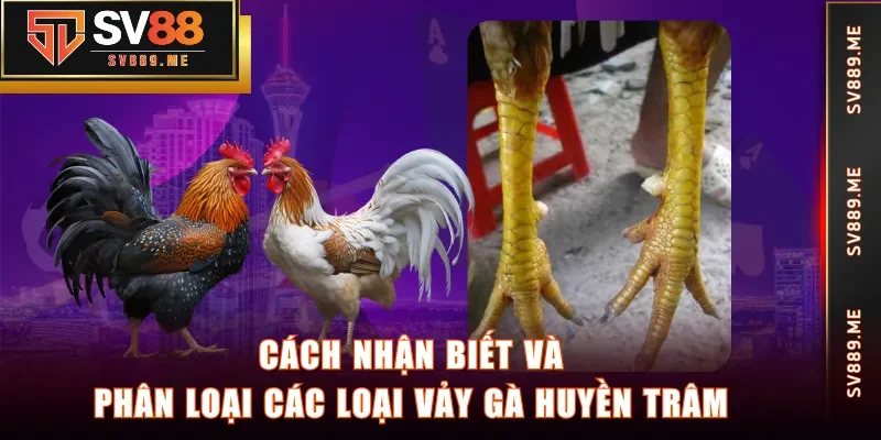 Cách nhận biết và phân loại các loại vảy gà Huyền Trâm