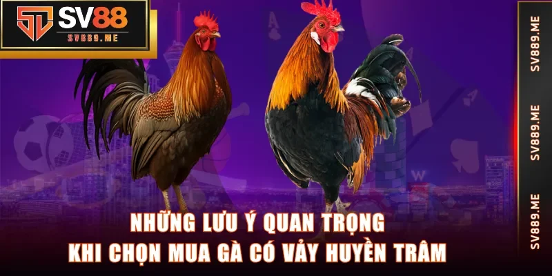 Những lưu ý quan trọng khi chọn mua gà có vảy Huyền Trâm