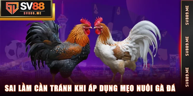 Sai lầm cần tránh khi áp dụng mẹo nuôi gà đá