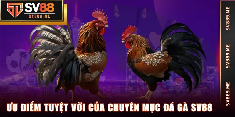 Ưu điểm tuyệt vời của chuyên mục Đá Gà SV88