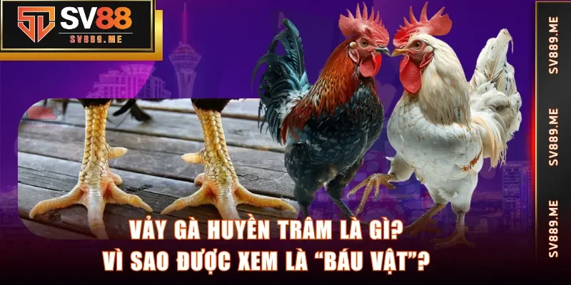 Vảy Gà Huyền Trâm là gì? Vì sao được xem là “báu vật”?