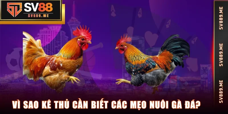 Vì sao kê thủ cần biết các mẹo nuôi gà đá?