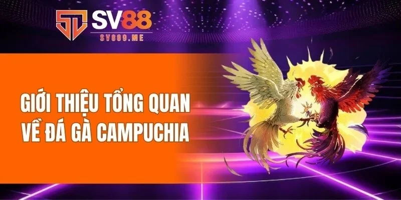 Giới thiệu tổng quan về đá gà Campuchia