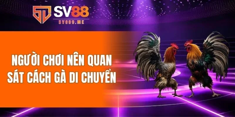 Người chơi nên quan sát cách gà di chuyển